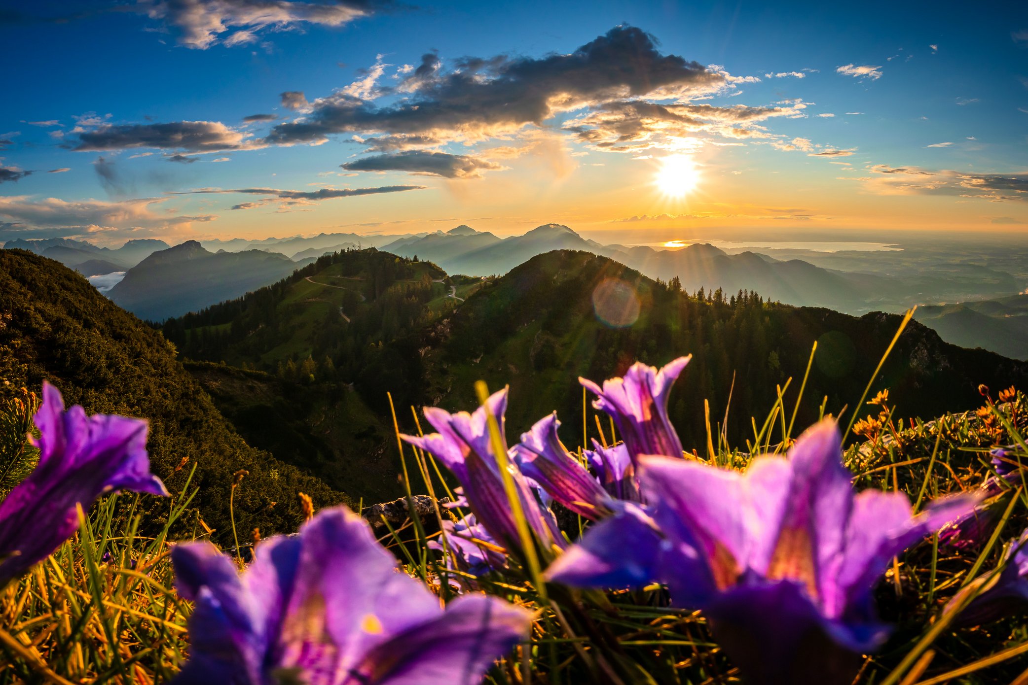 Alpenblumen Ruhpolding