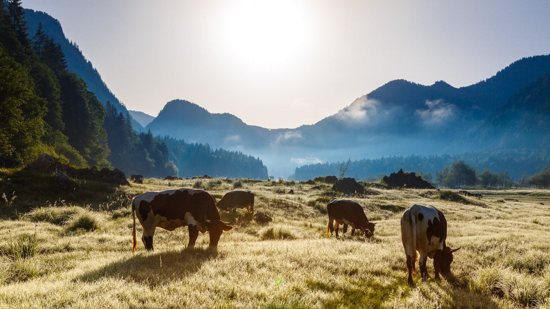 Pinzgauer Kühe im 3-Seen-Gebiet
