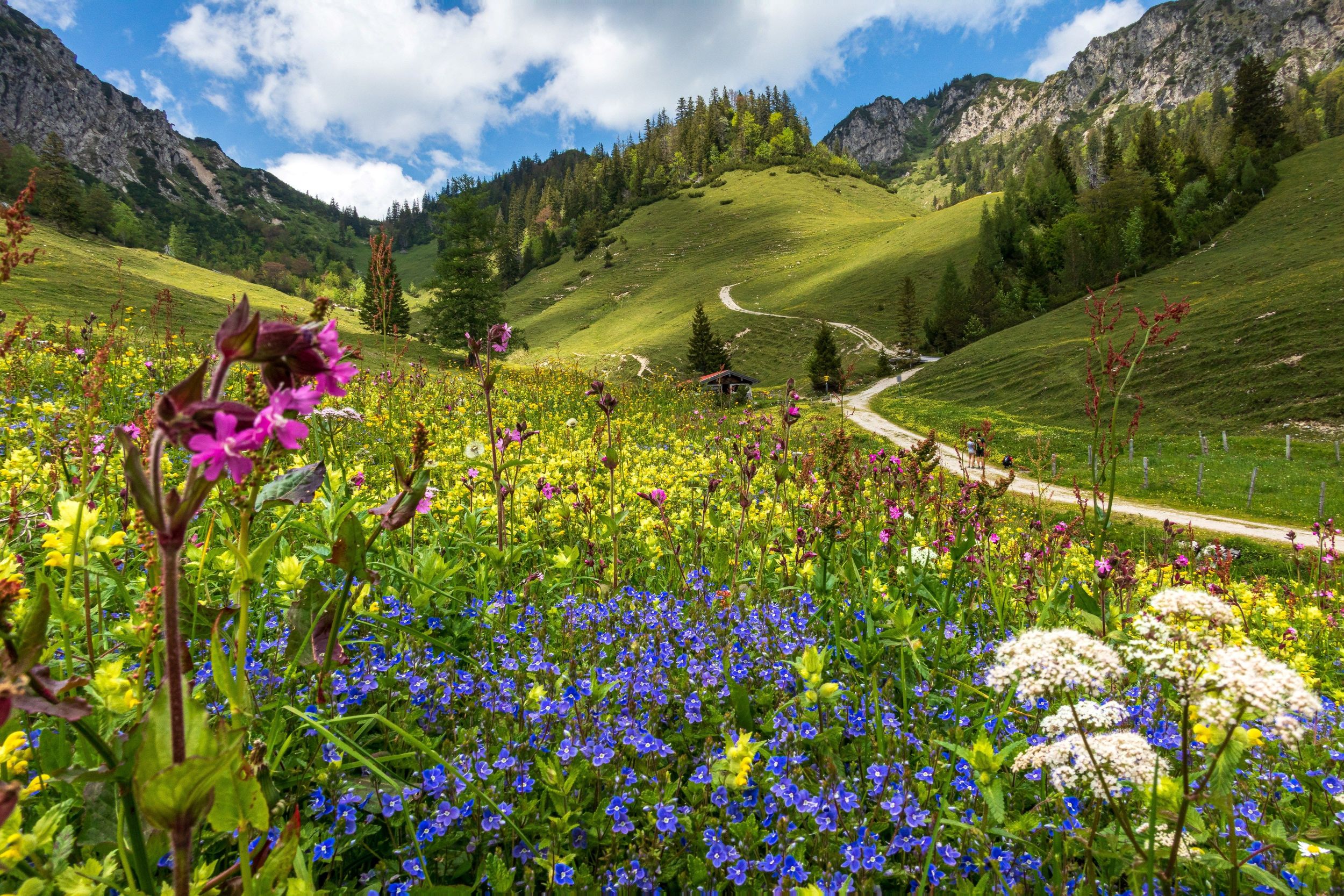 Alpenblüten