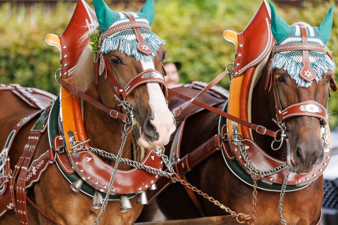 Geschmückte Pferde auf dem Georgiritt