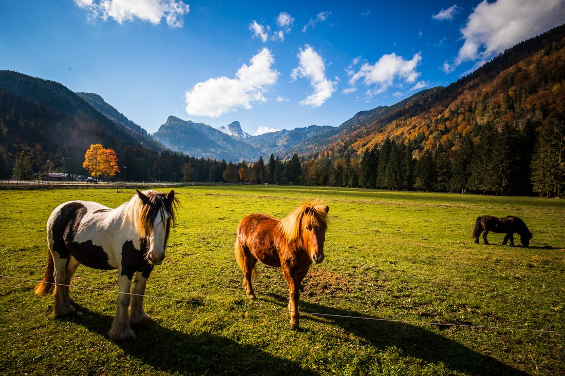 Pferde auf der Weide