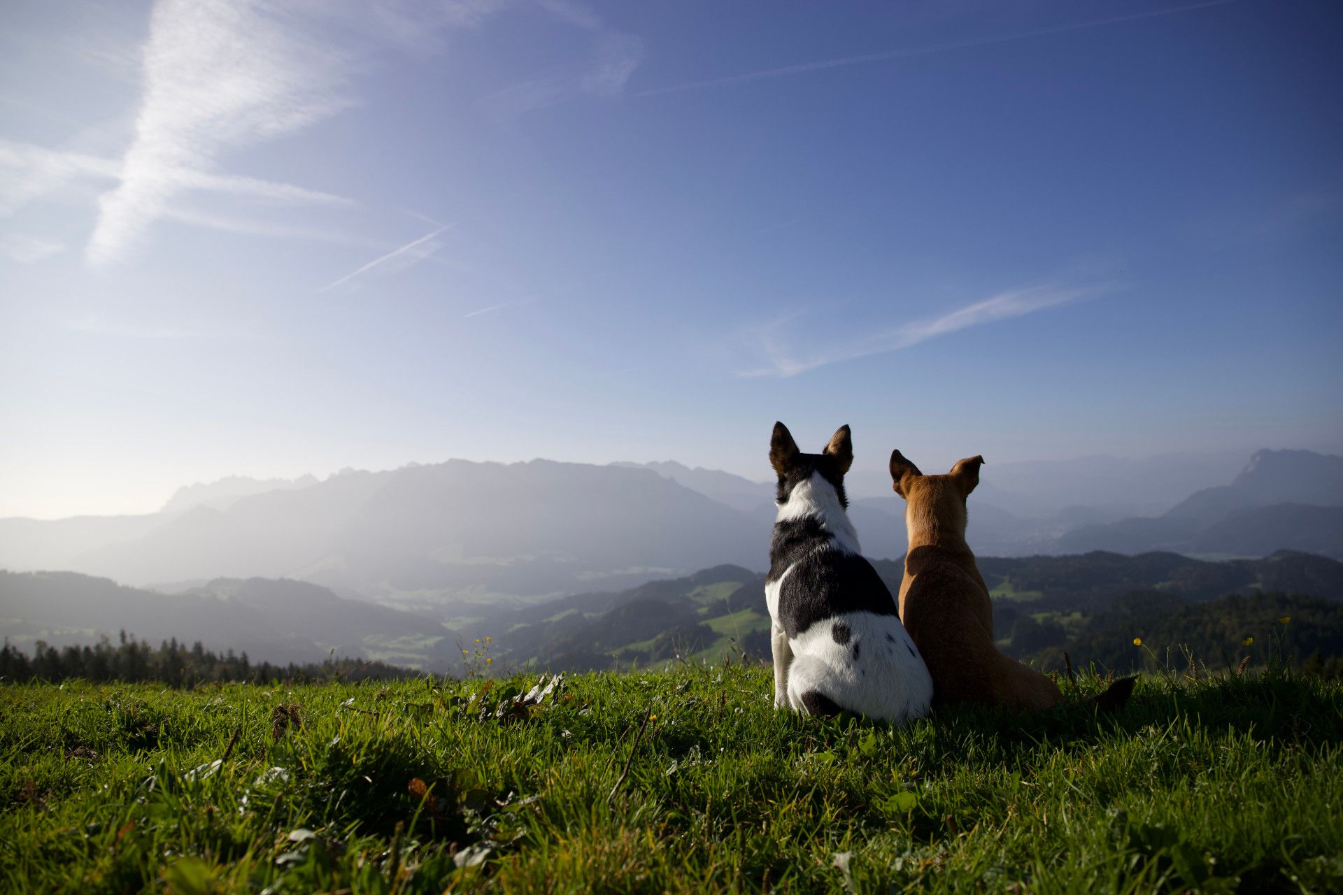 Zwei Hunde schauen auf einem Berg in die Ferne