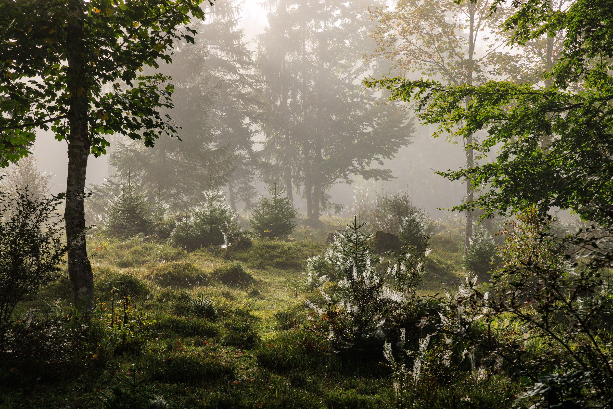 Regnerischer Tag im Drei Seen Gebiet