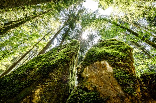 Baumpracht im Märchenwald