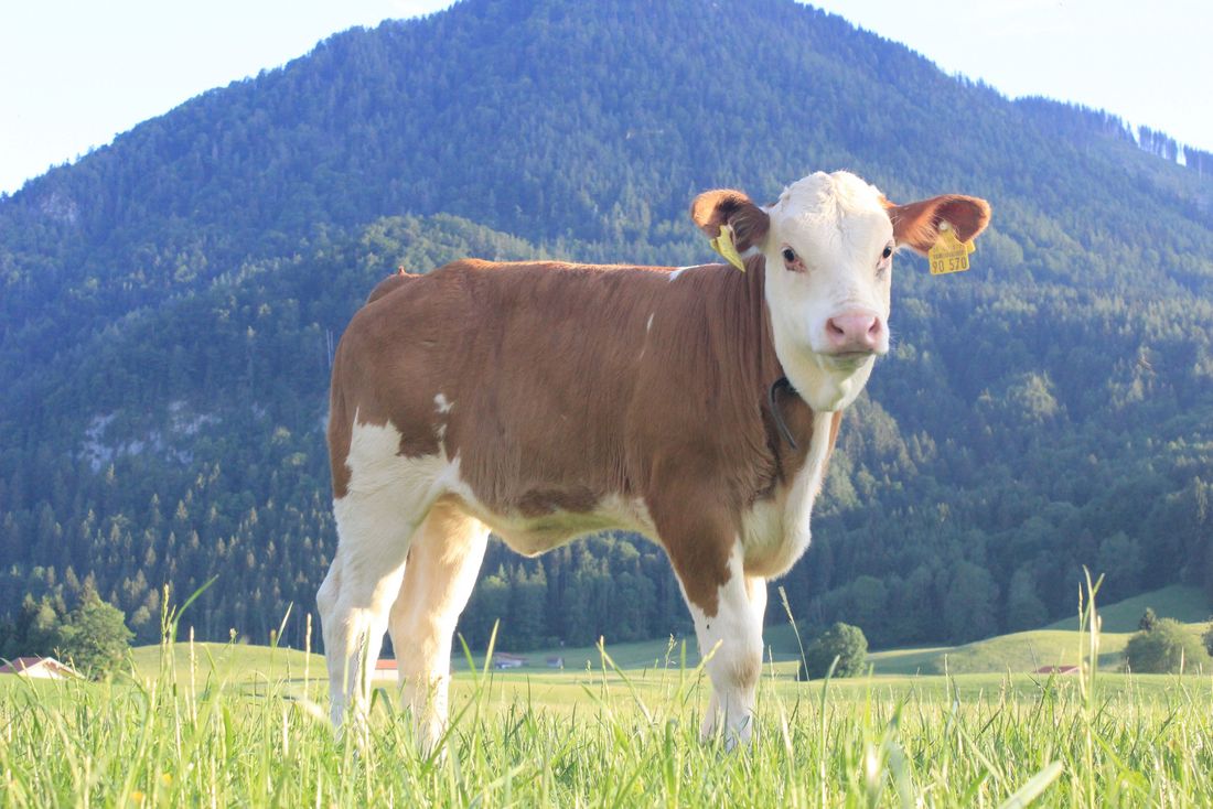 Kälbchen