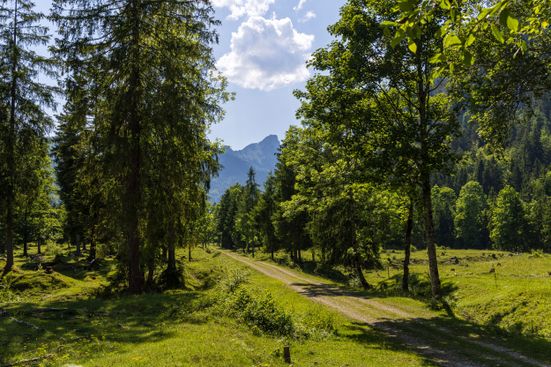 Waldbahn