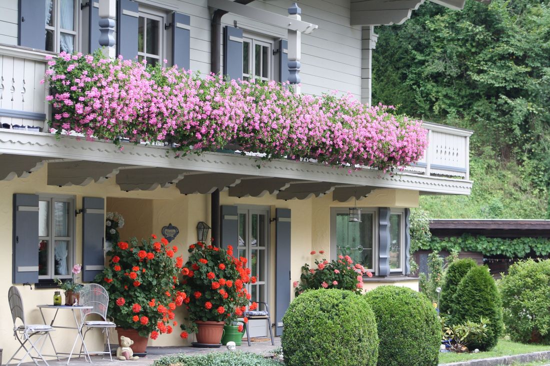 Blumenpracht