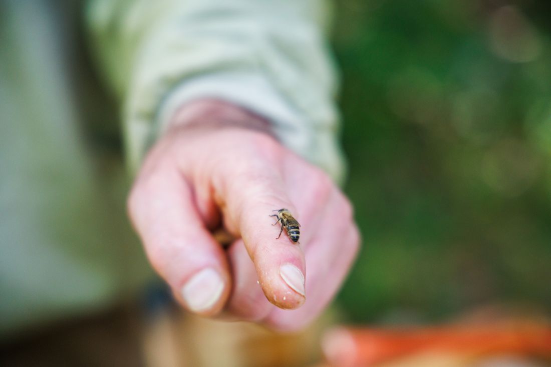 Biene auf dem Finger