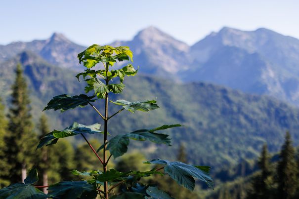 Ein Setzling im Wald