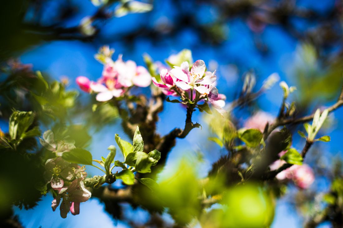 der Frühling zeigt sich 