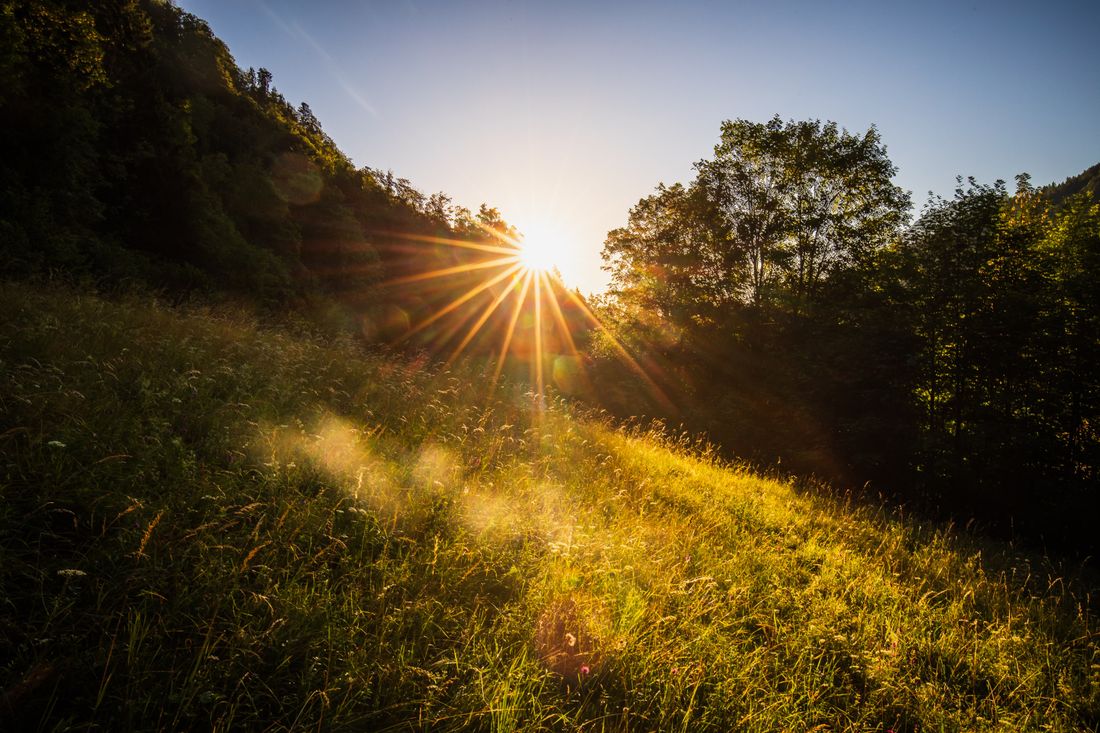 Sonne scheint durch den Wald