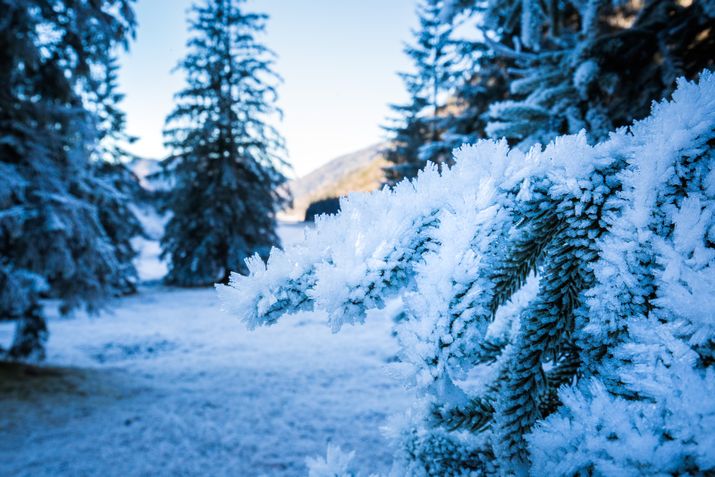 Rauhreif in Ruhpolding