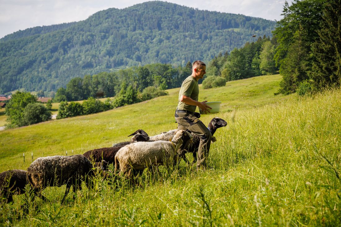 Markus führt die Herde Steinschafe