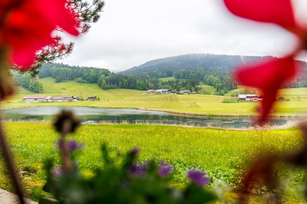 Ferienhaus Froschsee