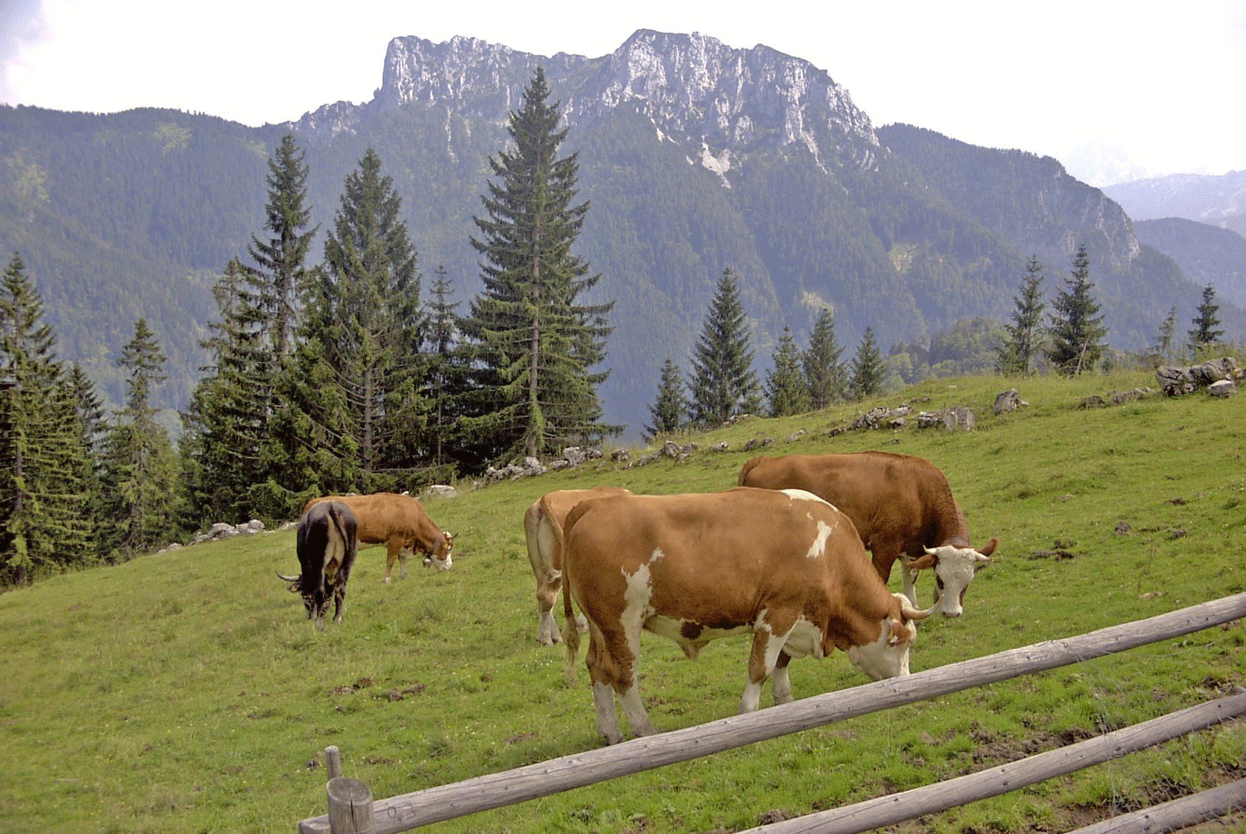 Blick von der Haaralm