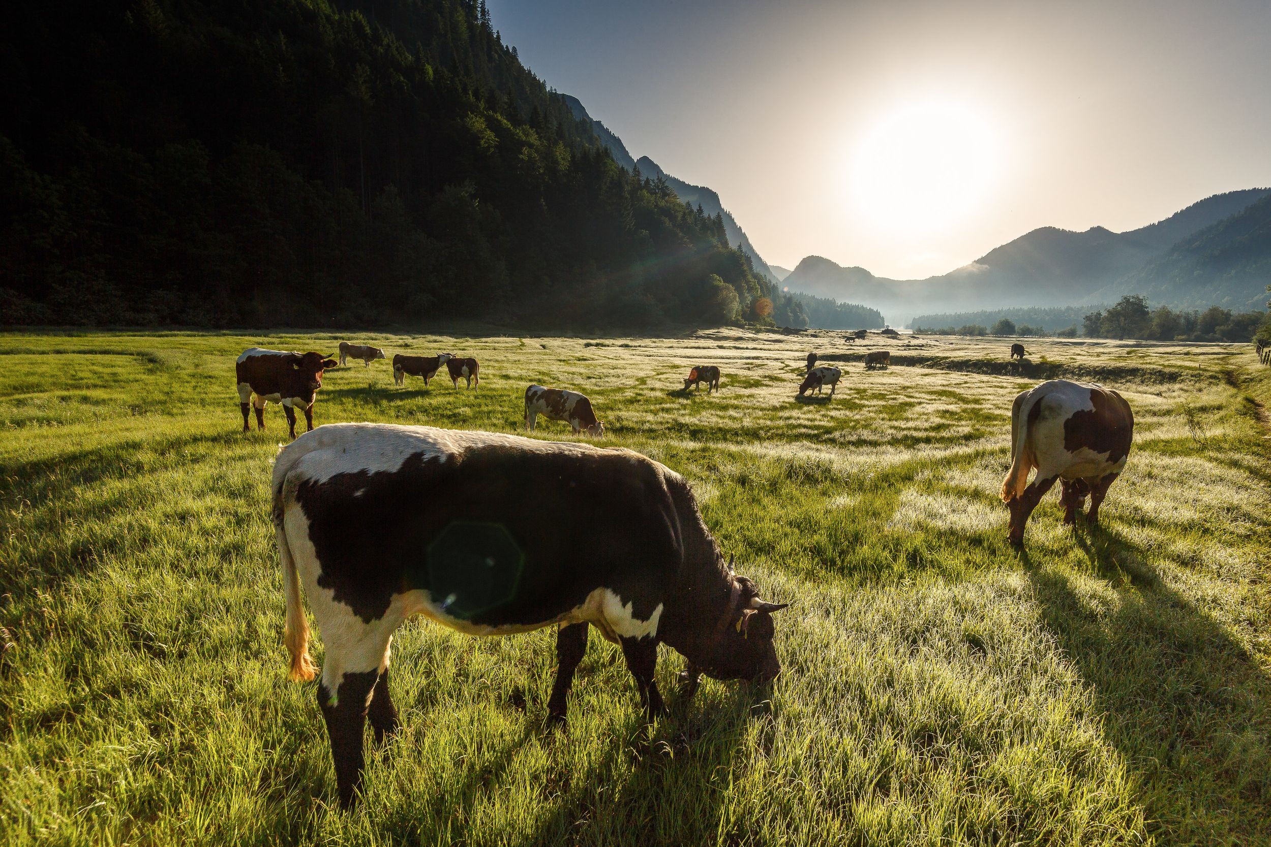 Kühe auf der Wiese in Ruhpolding