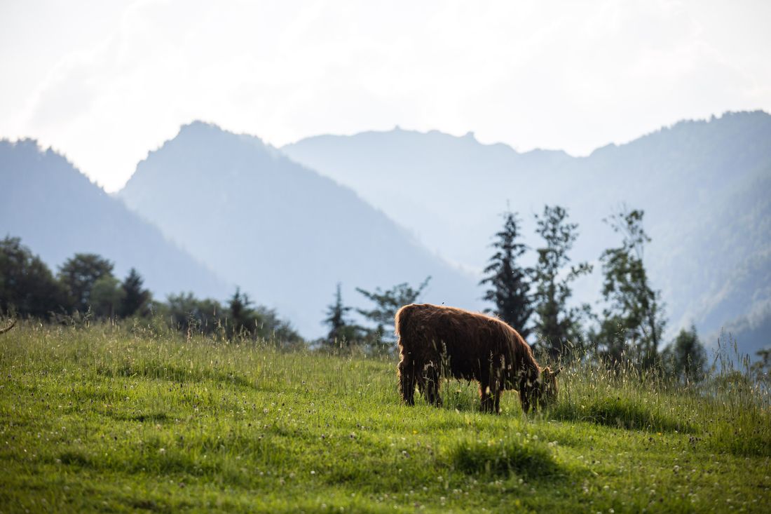 Kuh grast auf einer Almwiese
