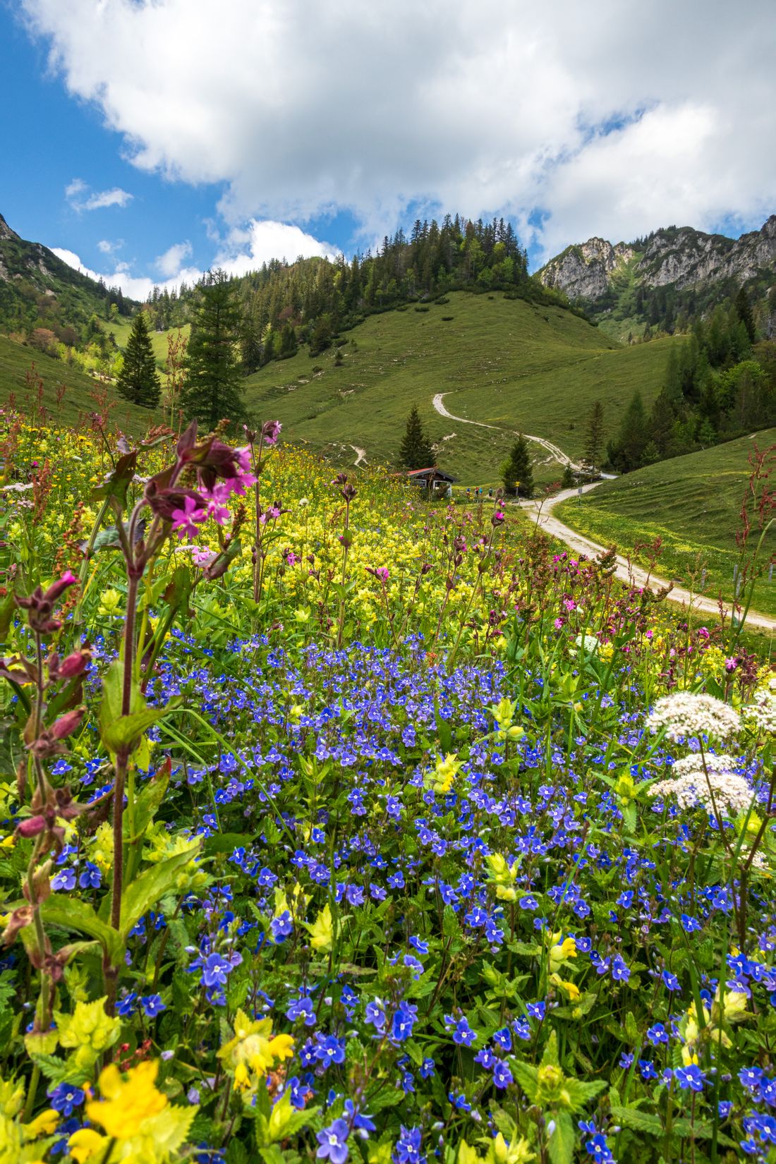 Blühwiesen Thorau Alm