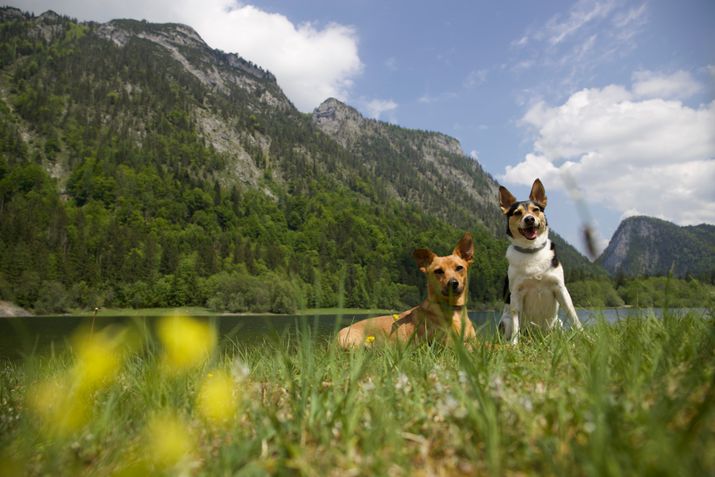 Hunde sitzen vor einem Bergsee