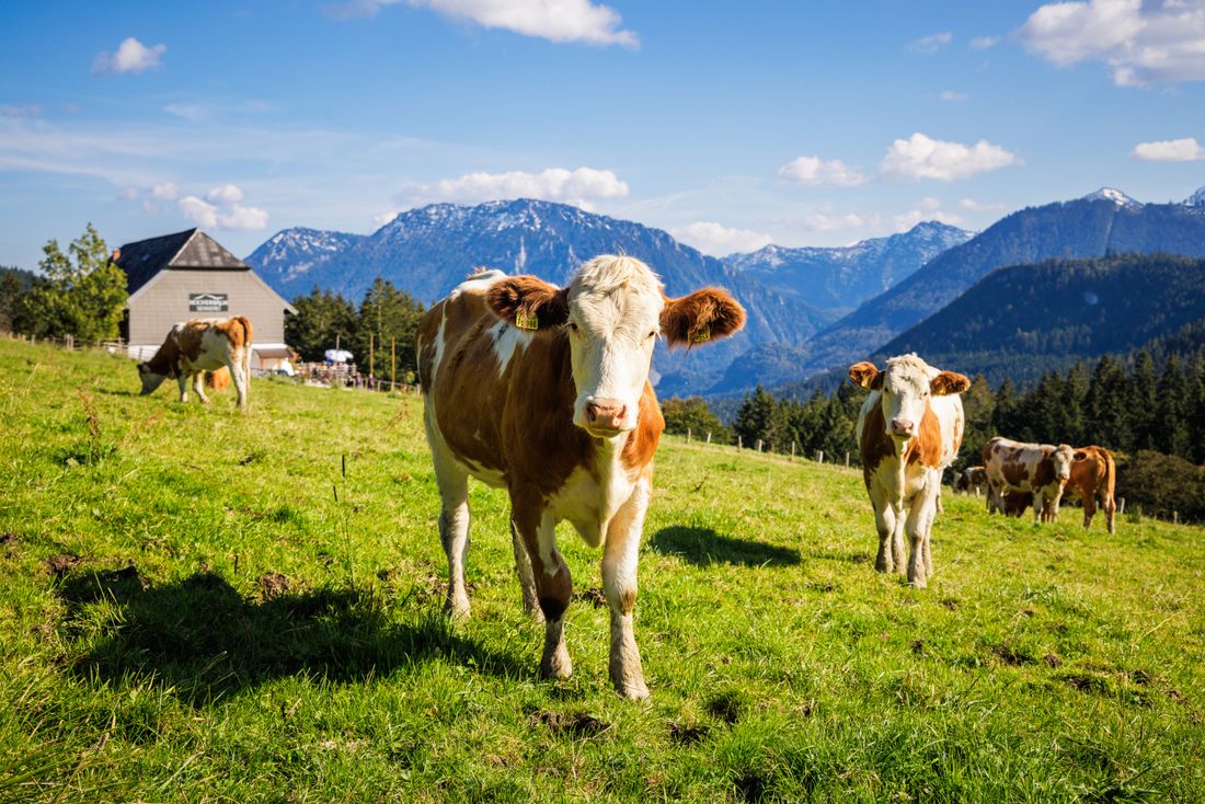 Kuhherde auf der Weide