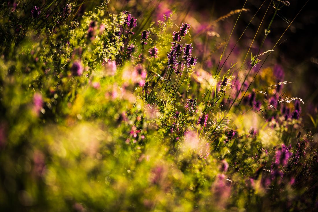Blüten im Licht des Sonnenuntergangs