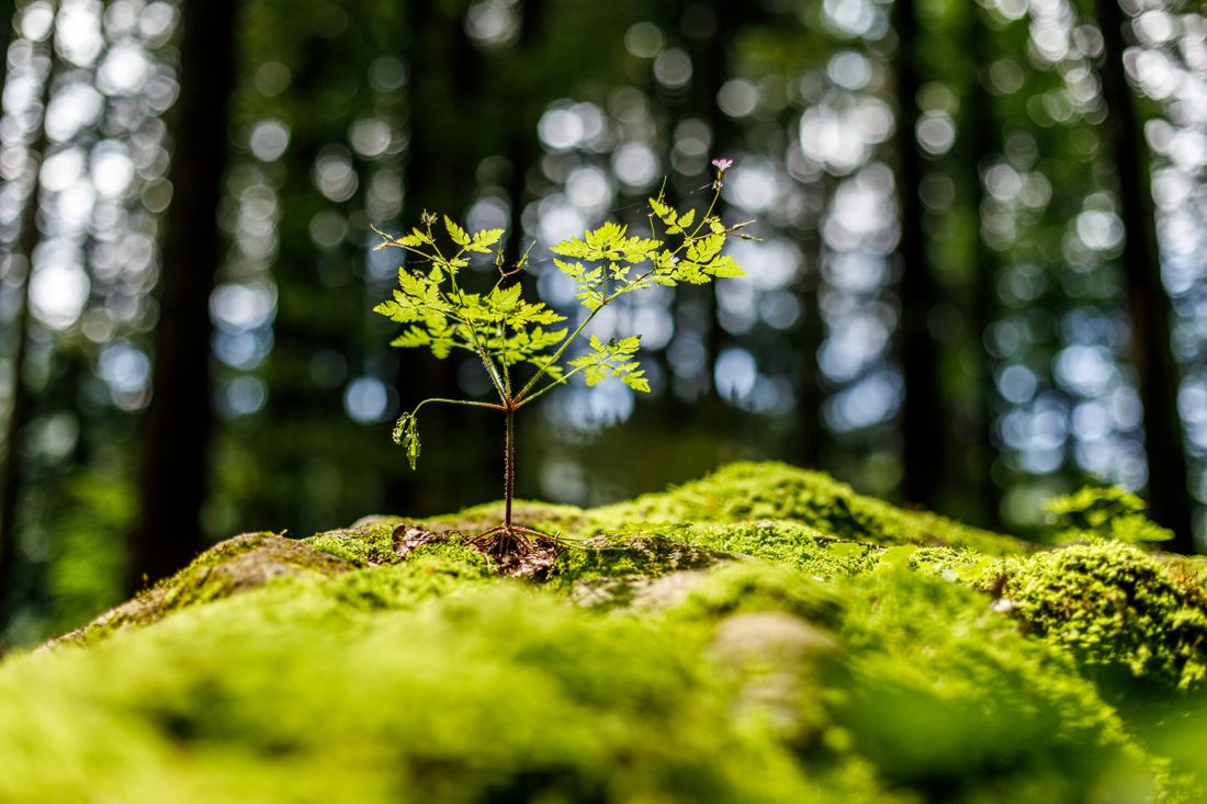 Kleine Pflanze wächst auf dem Moos