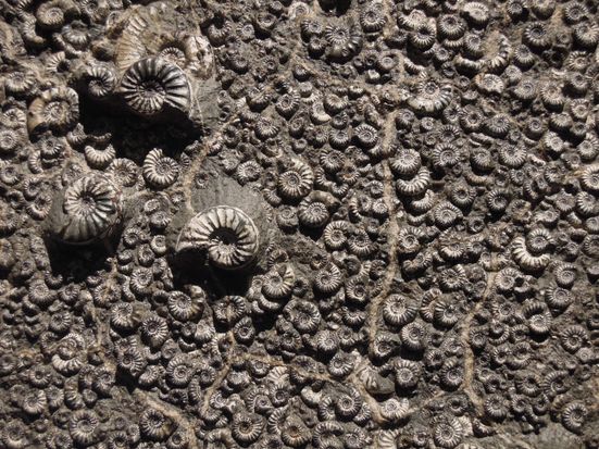 fossil