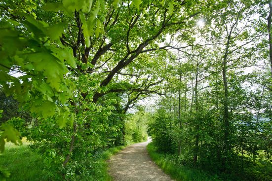 Waldweg