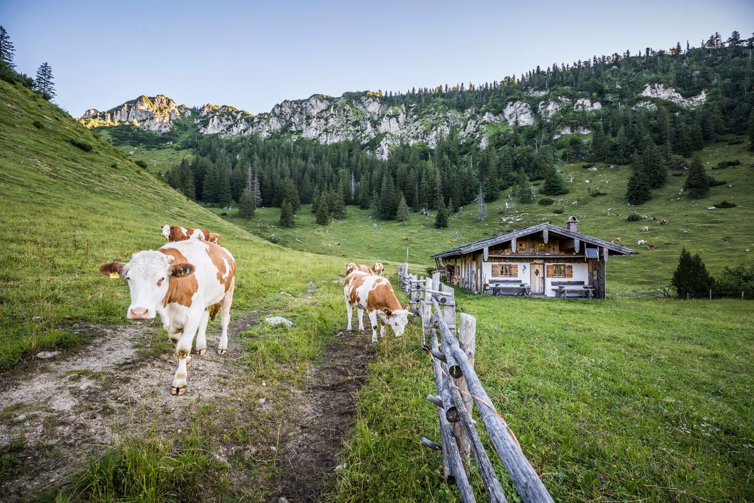 Kühe Thorau Alm