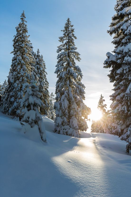 Sonne im Winterwald