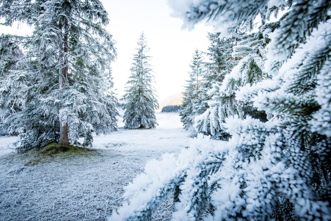 Verschneiter Winterwald