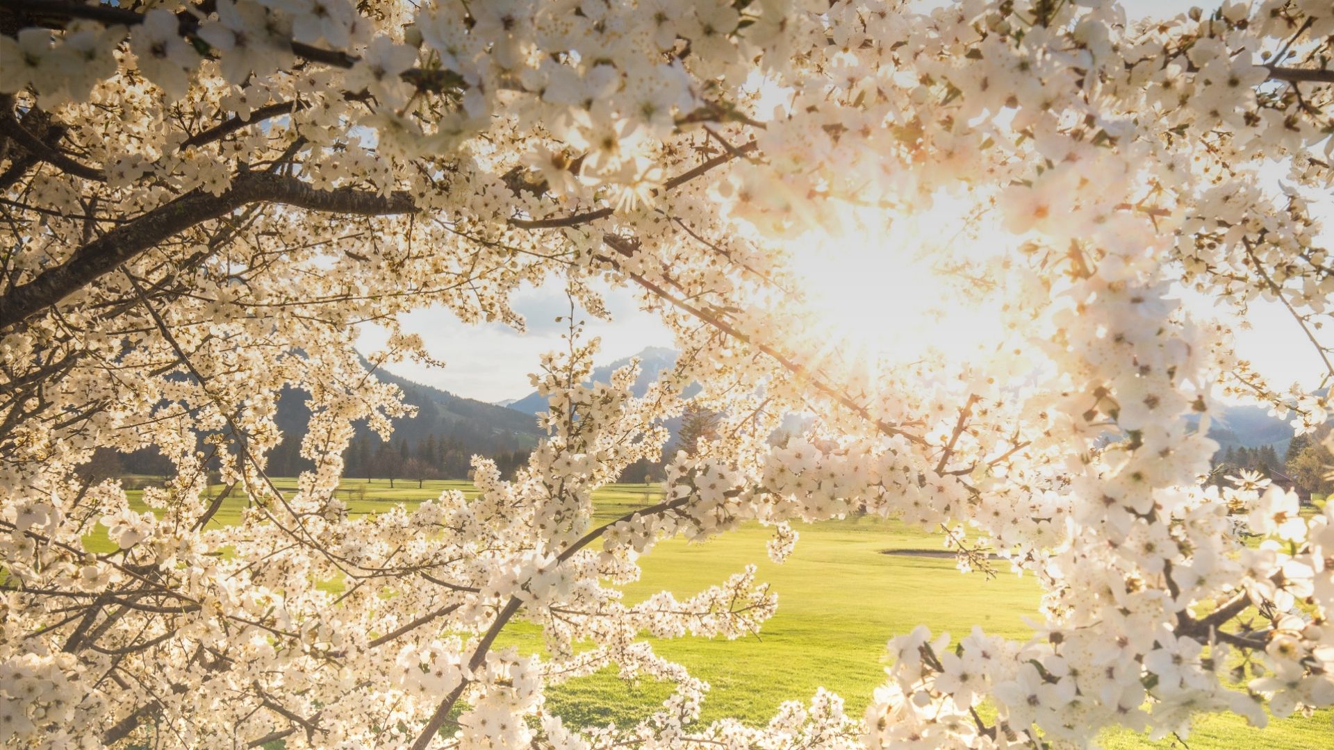 Blüten am Baum im Frühling