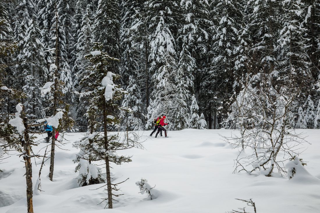 Neue Wege im lichten Wald entdecken
