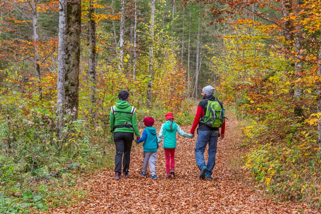 Spaziergang durch den Wald