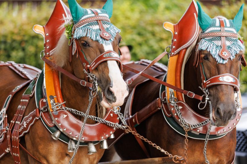 Geschmückte Pferde auf dem Georgiritt
