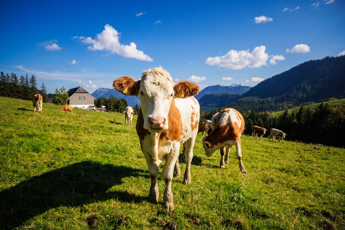 Weidegebiet der Hocherbalm