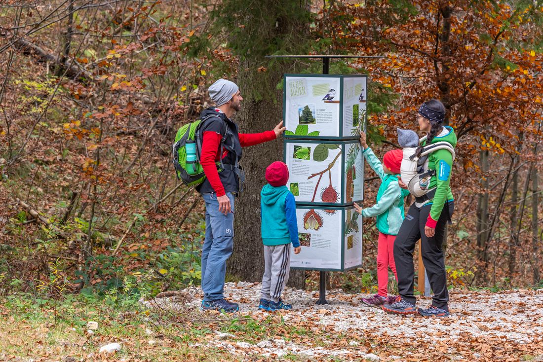 Pflanzen und Tiere entdecken