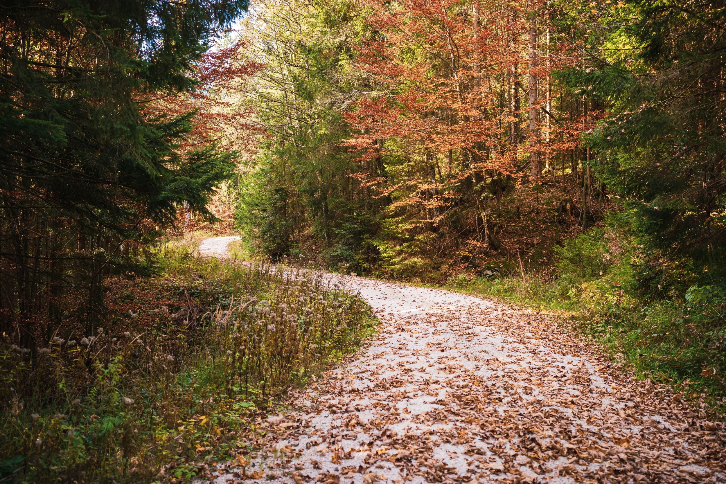 Bergwald auf dem Weg zum Kloster
