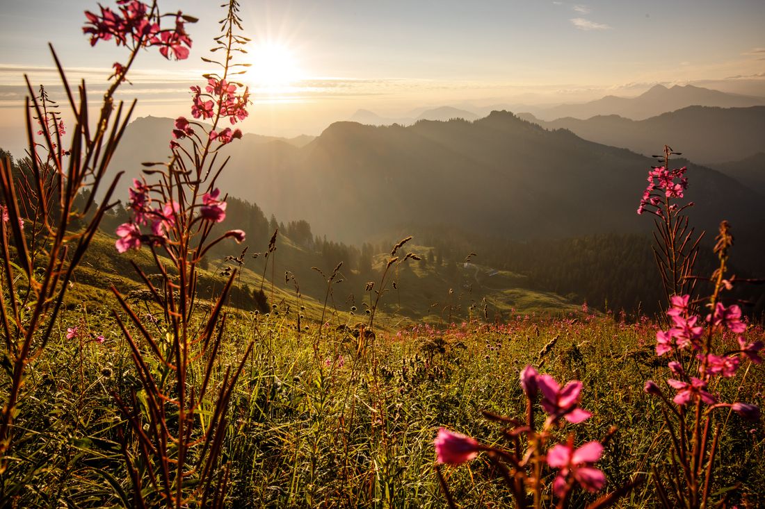Blütenpracht in der Morgensonne