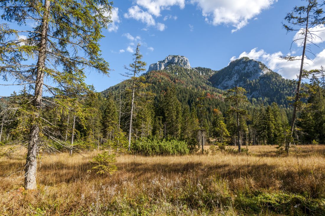 Blick ins Hochmoor der Röthelmoosalm