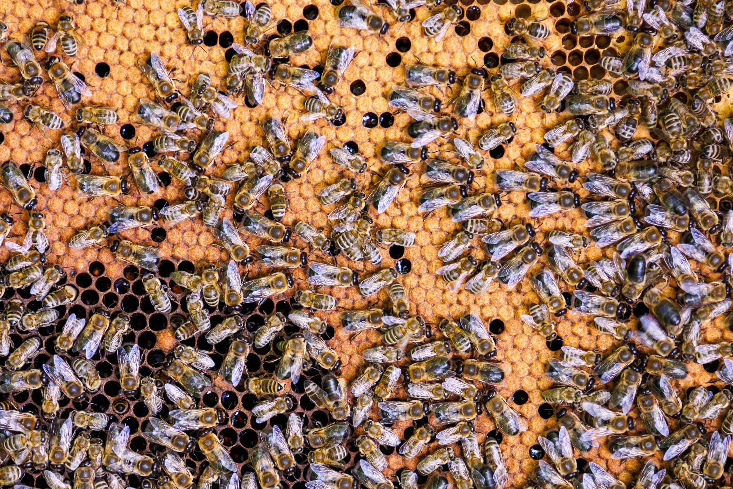 Bienen auf den Waben auf der Thorau in Ruhpolding