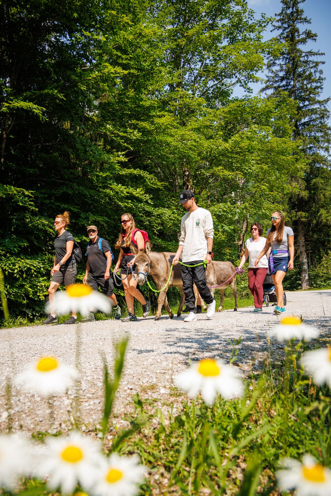 Wanderwelten Chiemgau, Eselwanderung