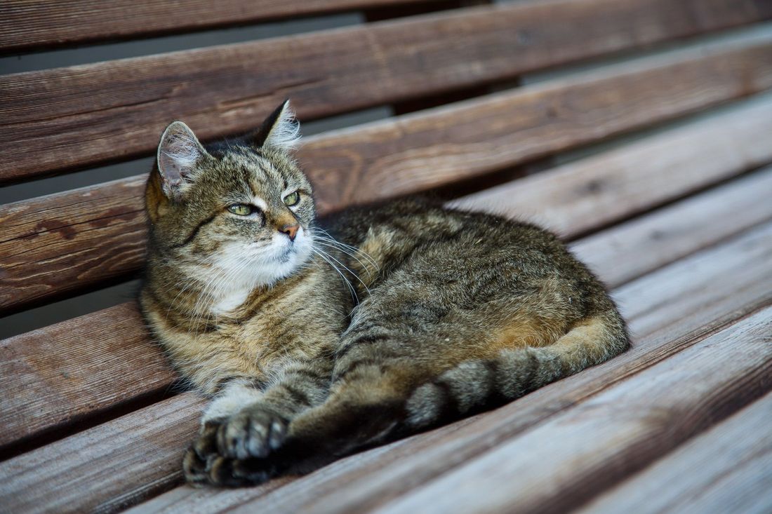Hauskatze Mimi
