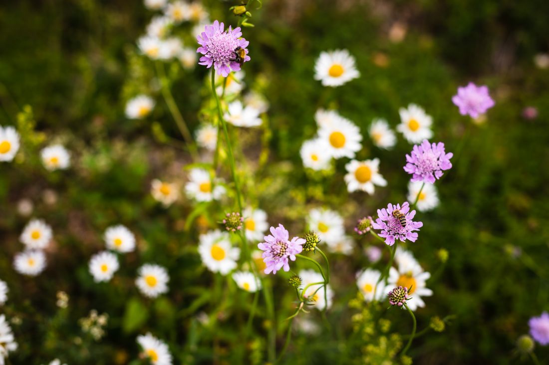 Mageriten und Rotklee