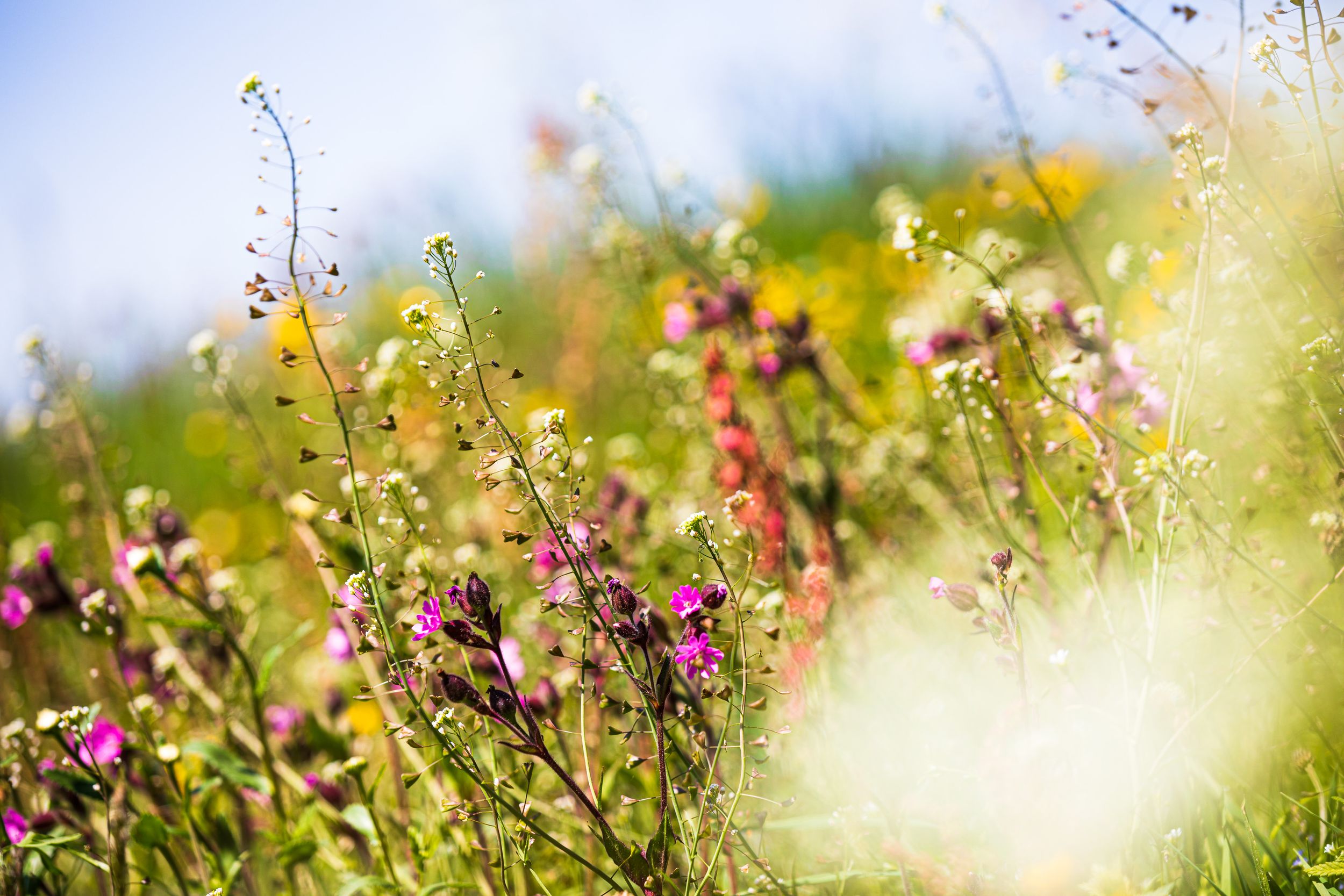 blütenreiche Heuwiese