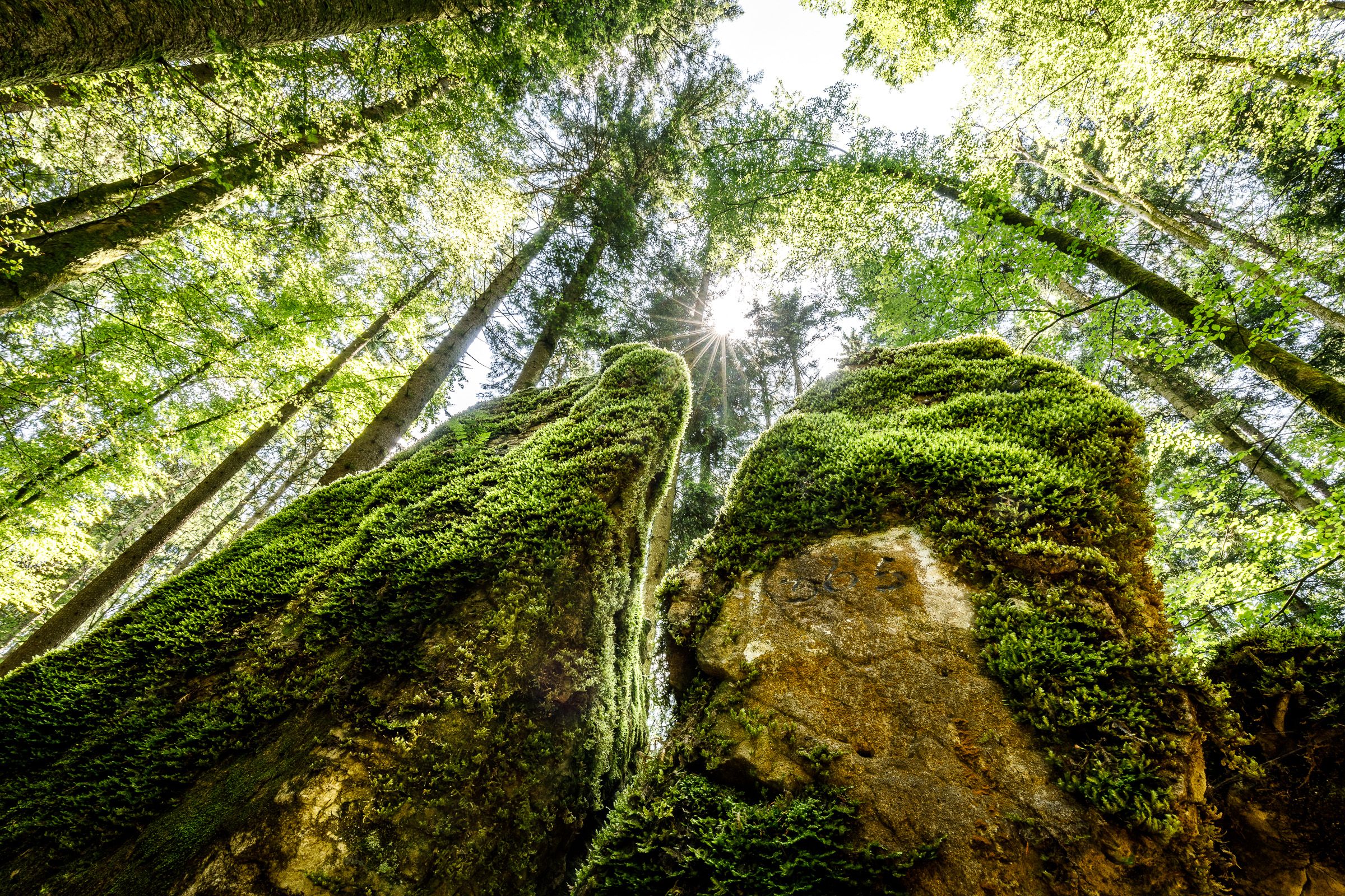 Baumpracht im Märchenwald