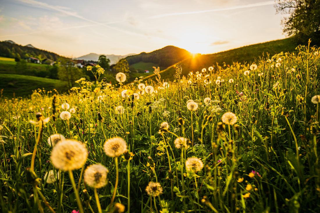 Sonnenuntergang über einer Heuwiese