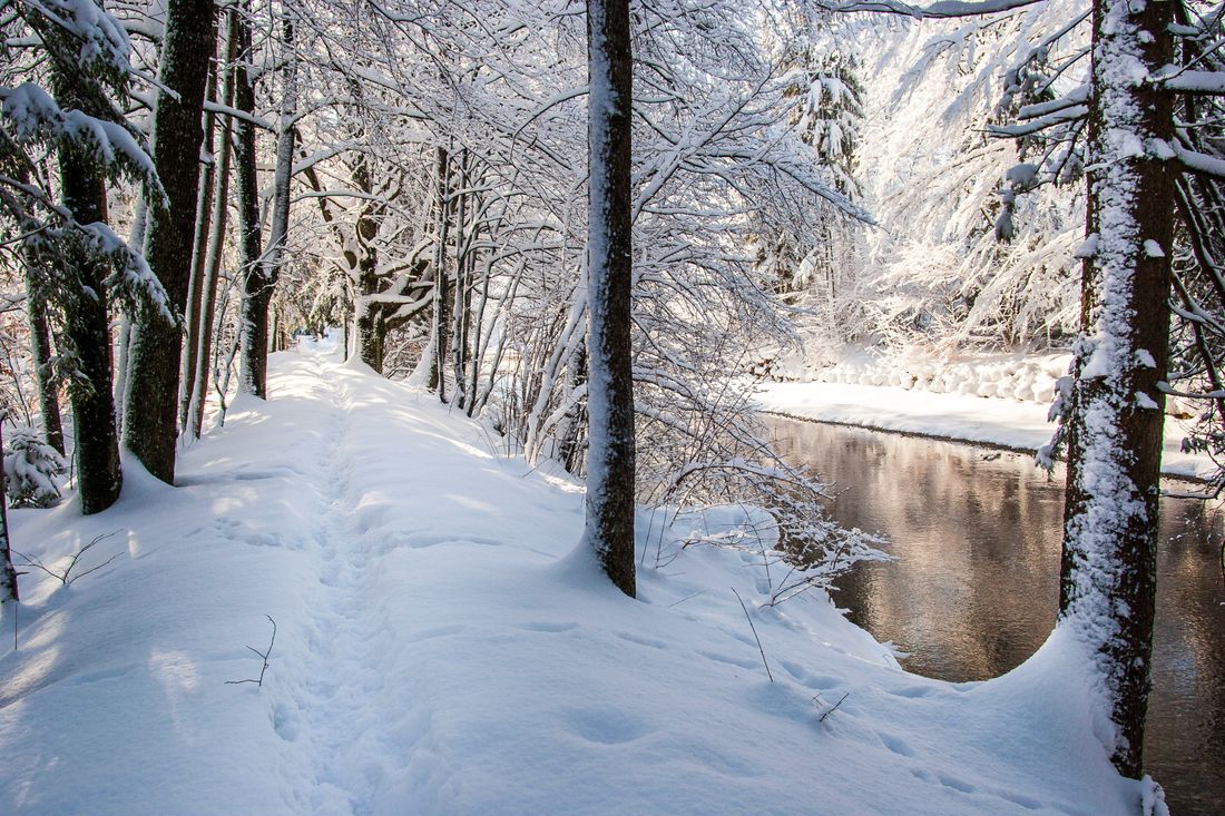 Winterwald