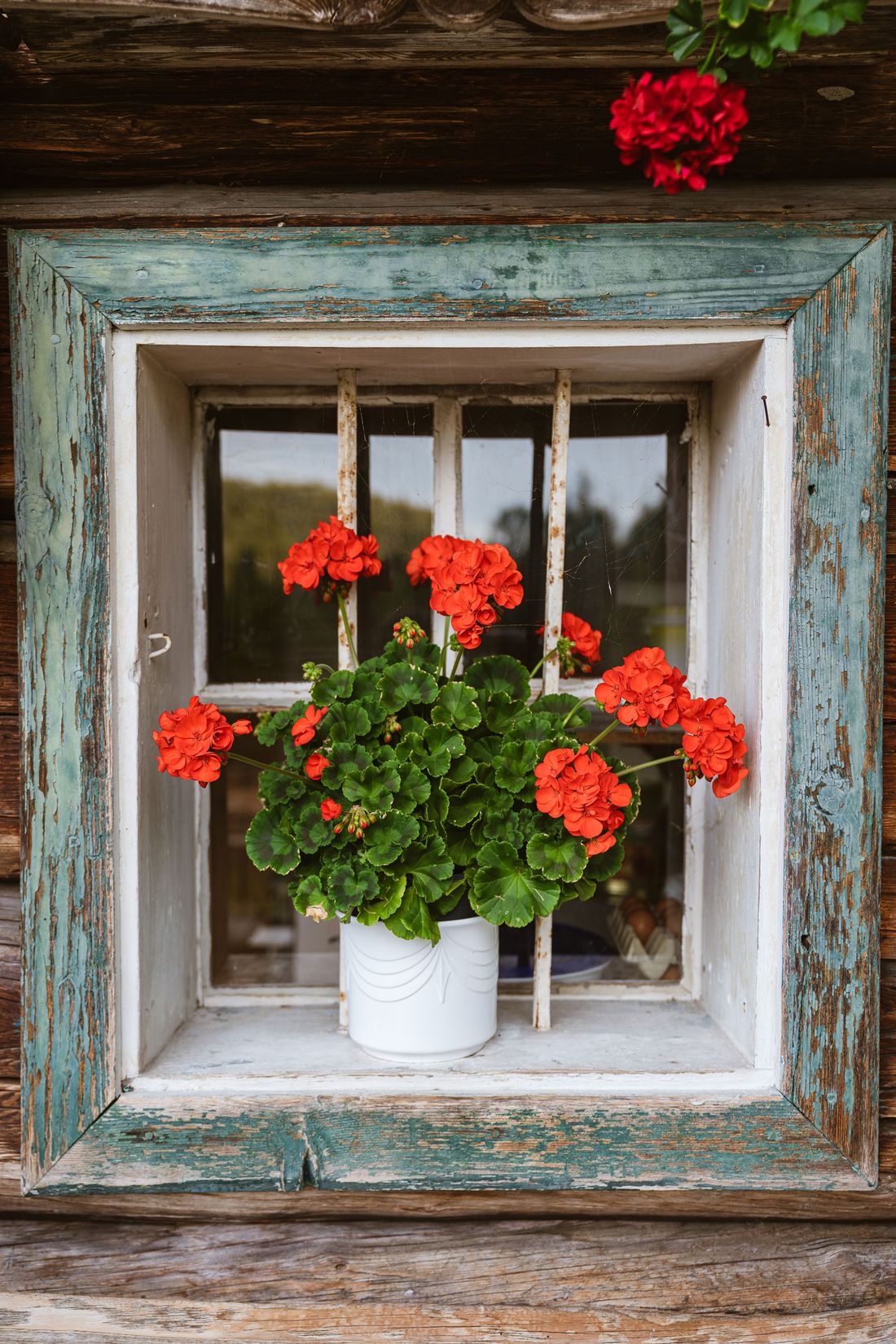 Fenster mit Geranien auf der Harbachalm