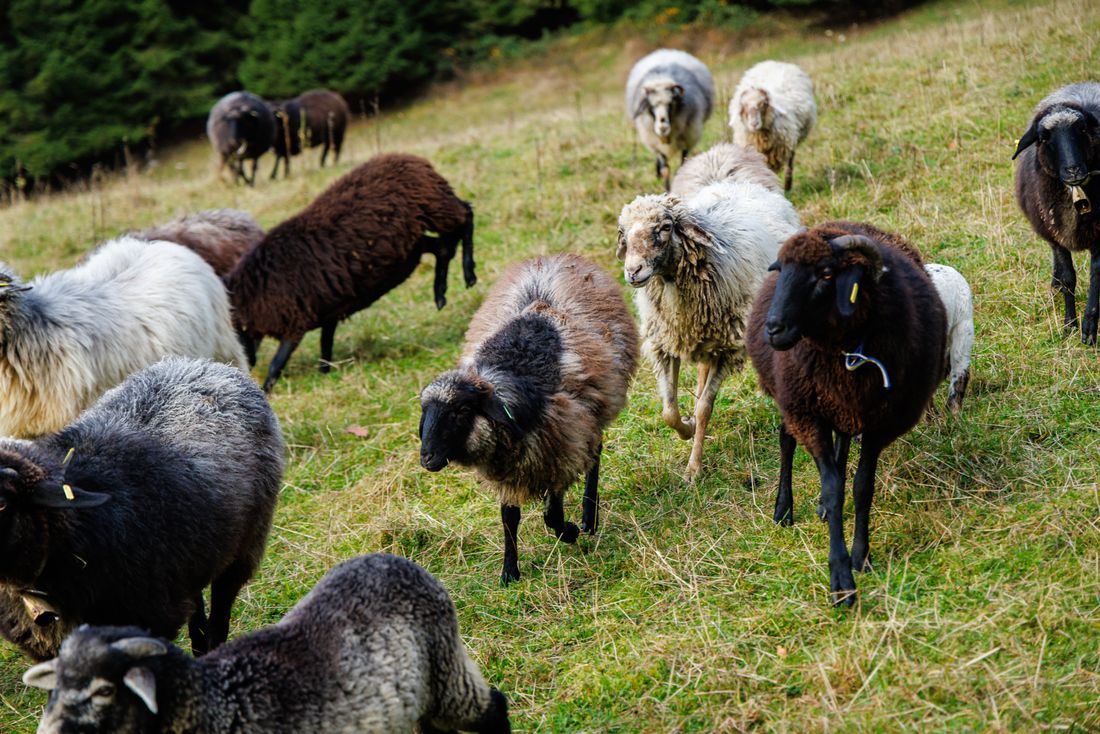 Herde Steinschafe